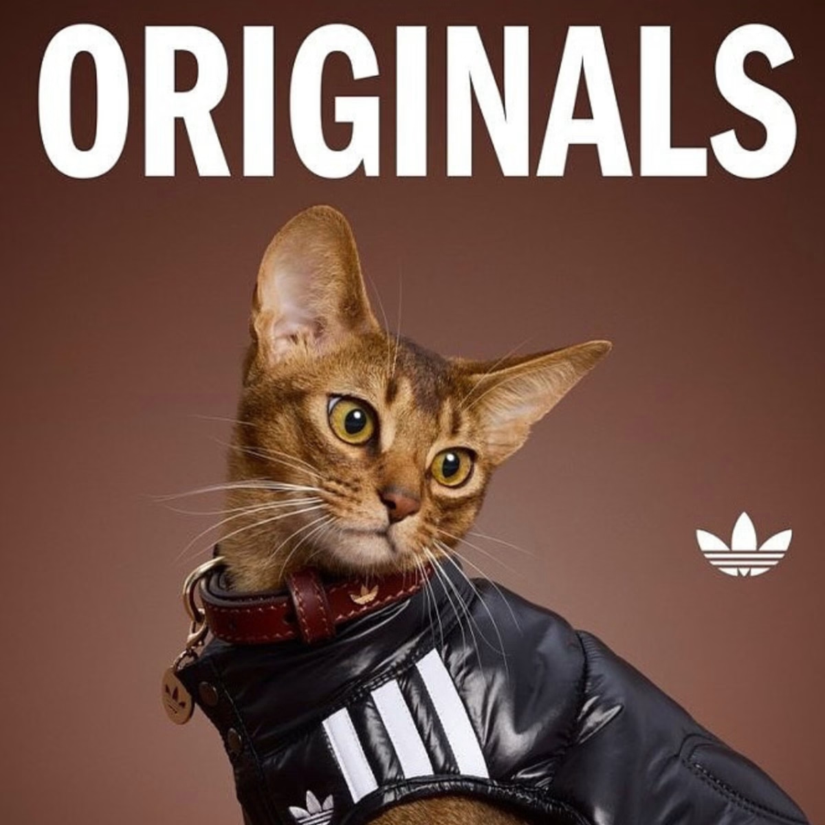adidas Originals Pet Collection Winter 2026 LI2593