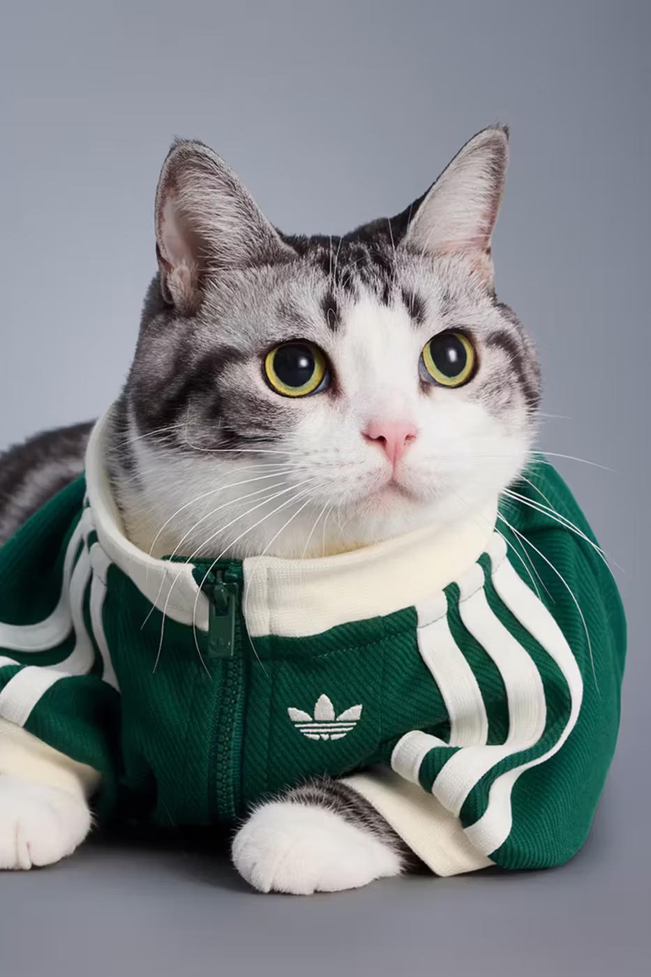 adidas Pet Collection