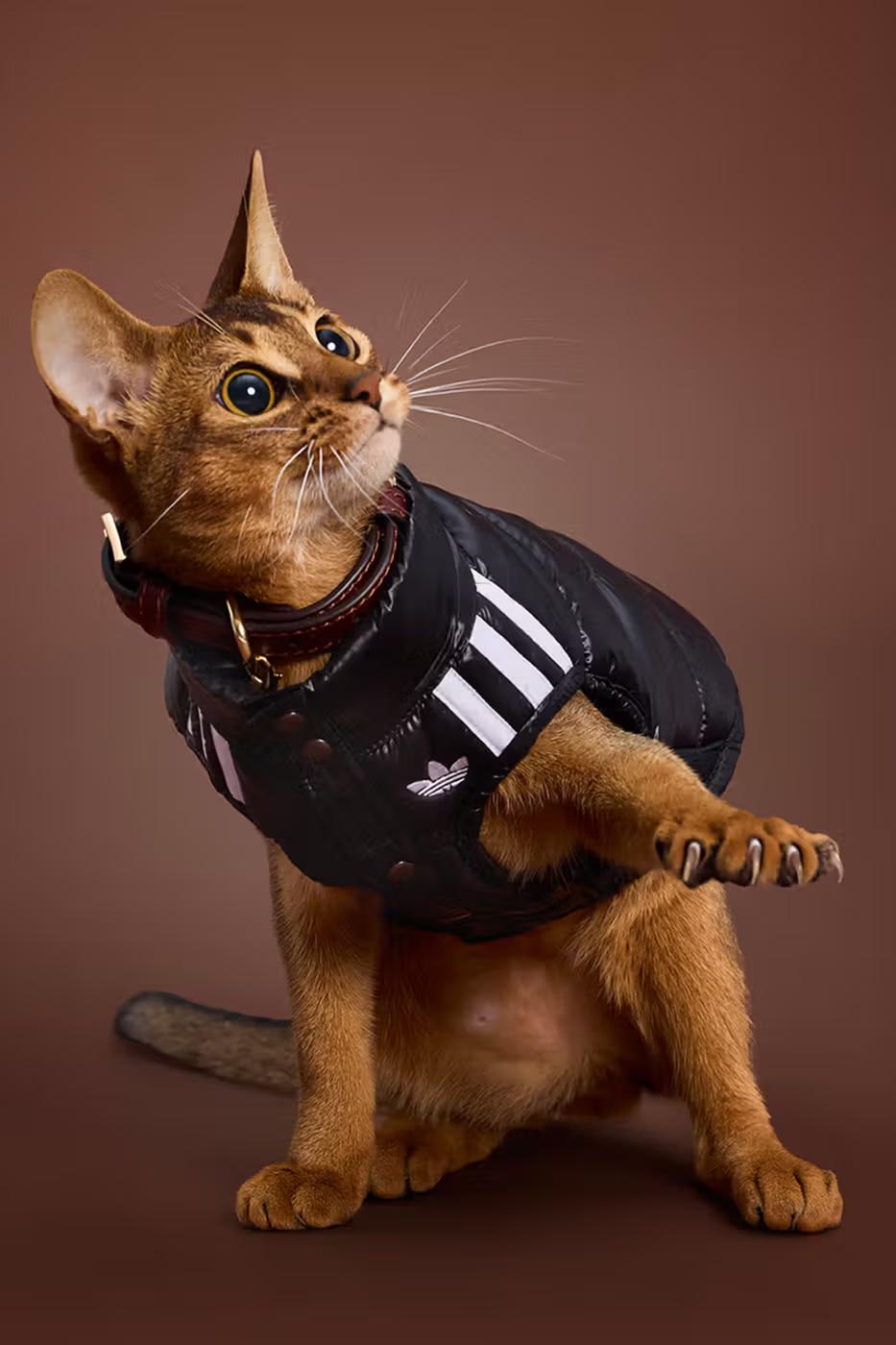 adidas Pet Collection