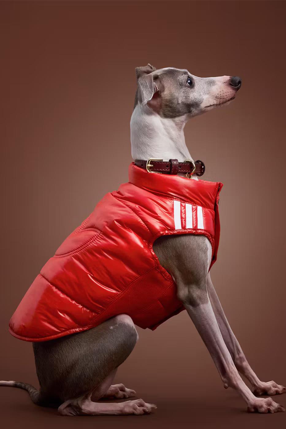 adidas Pet Collection