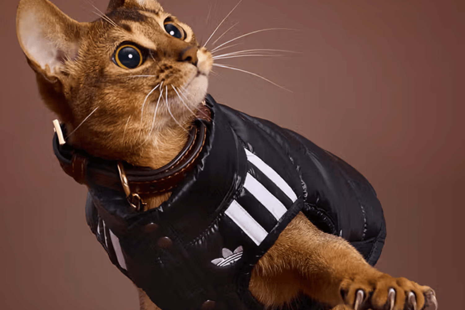 The adidas Pet Collection Gets Another New Drop